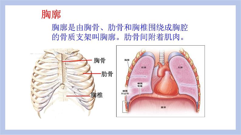 【核心素养】人教版初中生物七年级下册4.3.2《发生在肺内的气体交换》课件＋课时练习＋教案（含教学反思）08