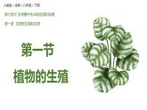 7.1.1 植物的生殖（课件)-2023-2024学年人教版生物八年级下册