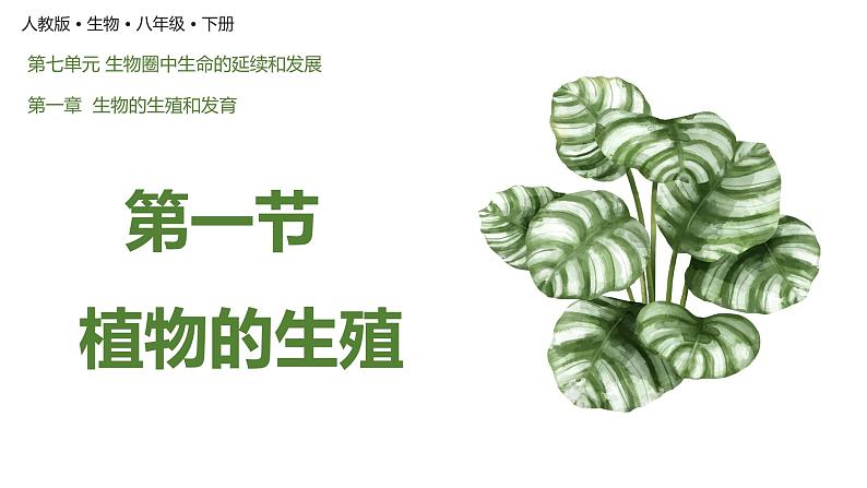 7.1.1 植物的生殖（课件)-2023-2024学年人教版生物八年级下册01