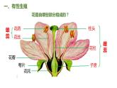 7.1.1 植物的生殖（课件)-2023-2024学年人教版生物八年级下册