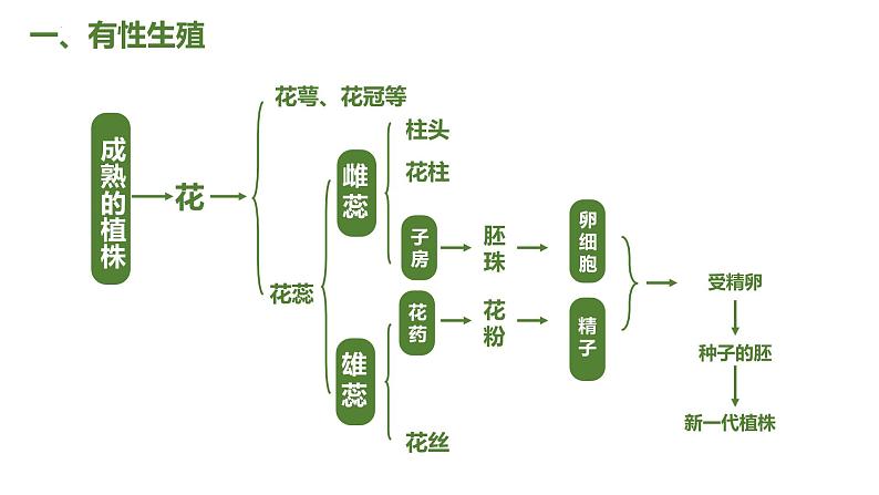 7.1.1 植物的生殖（课件)-2023-2024学年人教版生物八年级下册05