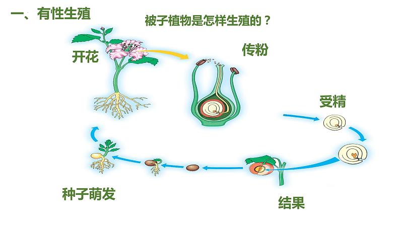 7.1.1 植物的生殖（课件)-2023-2024学年人教版生物八年级下册06