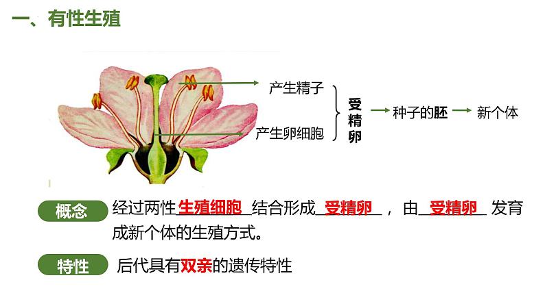 7.1.1 植物的生殖（课件)-2023-2024学年人教版生物八年级下册07