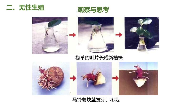 7.1.1 植物的生殖（课件)-2023-2024学年人教版生物八年级下册08