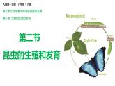 7.1.2 昆虫的生殖与发育（课件)-2023-2024学年人教版生物八年级下册