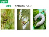 7.1.2 昆虫的生殖与发育（课件)-2023-2024学年人教版生物八年级下册