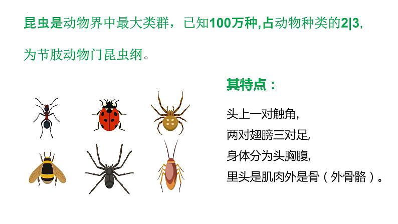 7.1.2 昆虫的生殖与发育（课件)-2023-2024学年人教版生物八年级下册04