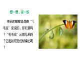 7.1.2 昆虫的生殖与发育（课件)-2023-2024学年人教版生物八年级下册