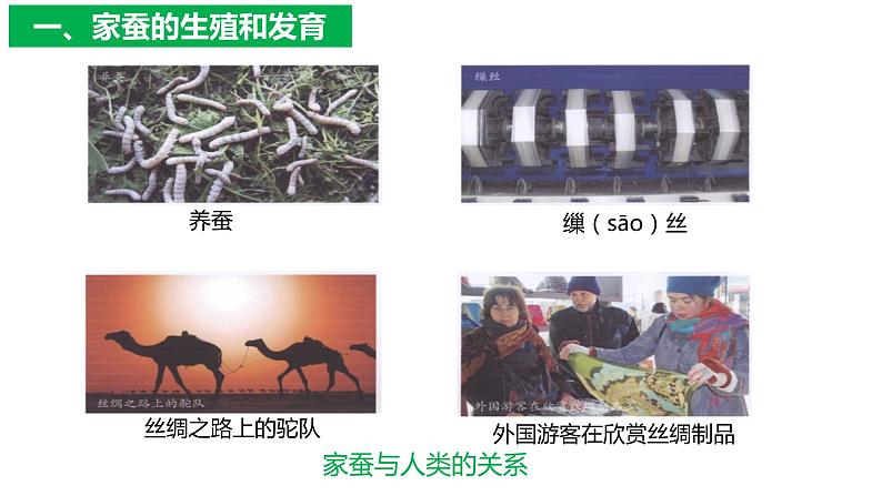 7.1.2 昆虫的生殖与发育（课件)-2023-2024学年人教版生物八年级下册06