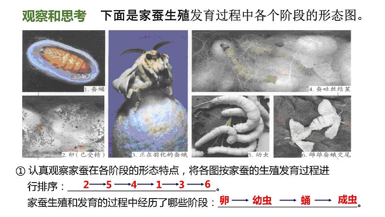 7.1.2 昆虫的生殖与发育（课件)-2023-2024学年人教版生物八年级下册07