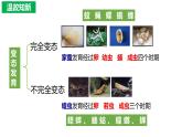 7.1.3两栖动物的生殖与发育（课件)-2023-2024学年人教版生物八年级下册