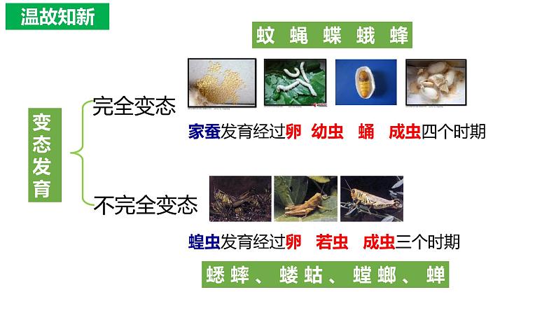 7.1.3两栖动物的生殖与发育（课件)-2023-2024学年人教版生物八年级下册01