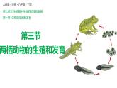 7.1.3两栖动物的生殖与发育（课件)-2023-2024学年人教版生物八年级下册