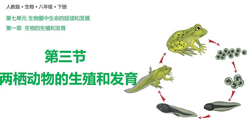 7.1.3两栖动物的生殖与发育（课件)-2023-2024学年人教版生物八年级下册02