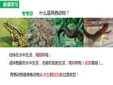 7.1.3两栖动物的生殖与发育（课件)-2023-2024学年人教版生物八年级下册