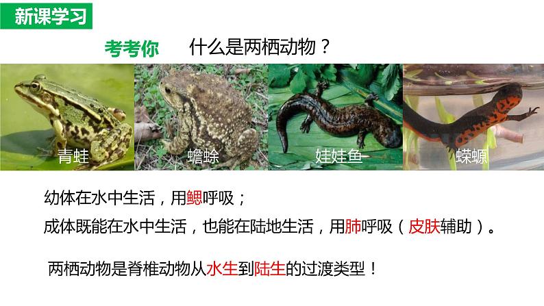 7.1.3两栖动物的生殖与发育（课件)-2023-2024学年人教版生物八年级下册03