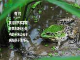 7.1.3两栖动物的生殖与发育（课件)-2023-2024学年人教版生物八年级下册