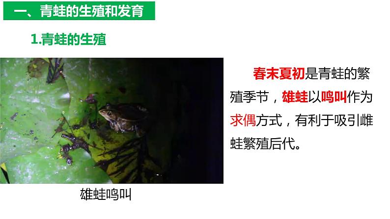 7.1.3两栖动物的生殖与发育（课件)-2023-2024学年人教版生物八年级下册06