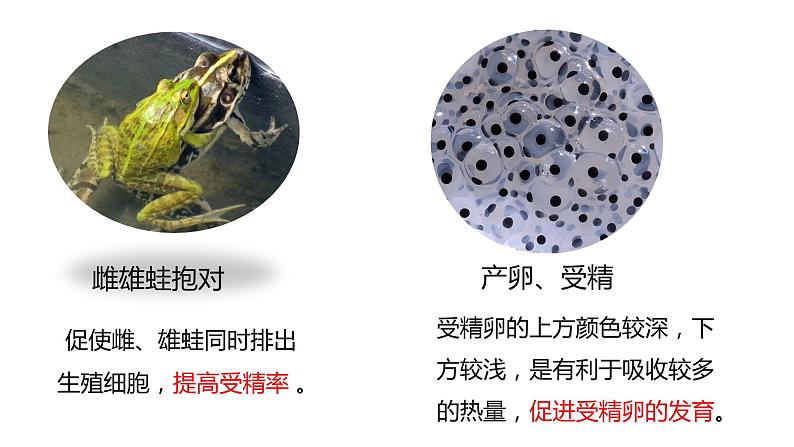 7.1.3两栖动物的生殖与发育（课件)-2023-2024学年人教版生物八年级下册07