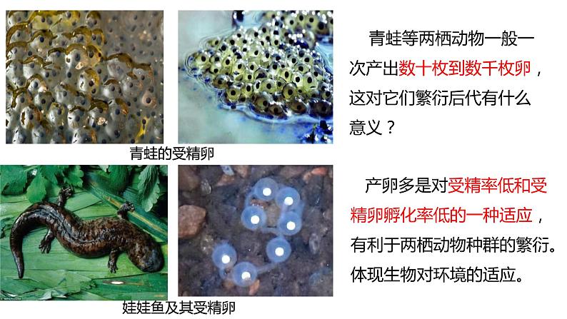 7.1.3两栖动物的生殖与发育（课件)-2023-2024学年人教版生物八年级下册08