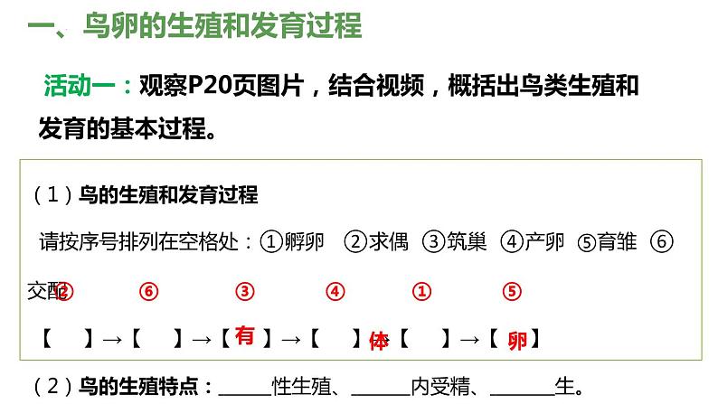 7.1.4 鸟的生殖与发育（课件)-2023-2024学年人教版生物八年级下册04