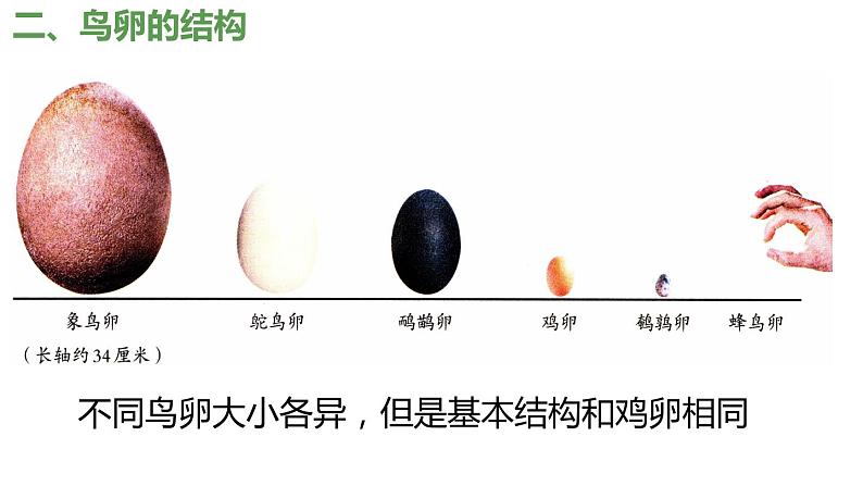 7.1.4 鸟的生殖与发育（课件)-2023-2024学年人教版生物八年级下册06