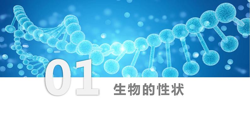 7.2.1基因控制生物的性状（课件)-2023-2024学年人教版生物八年级下册03