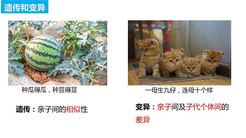 7.2.1基因控制生物的性状（课件)-2023-2024学年人教版生物八年级下册04