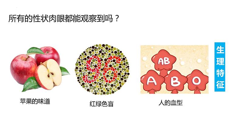 7.2.1基因控制生物的性状（课件)-2023-2024学年人教版生物八年级下册08