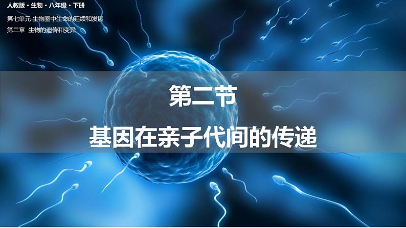 7.2.2 基因在亲子代间的传递（课件)-2023-2024学年人教版生物八年级下册第3页