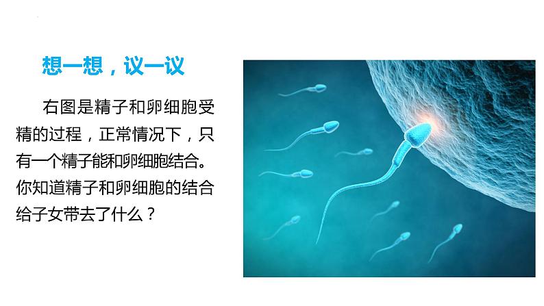 7.2.2 基因在亲子代间的传递（课件)-2023-2024学年人教版生物八年级下册第4页