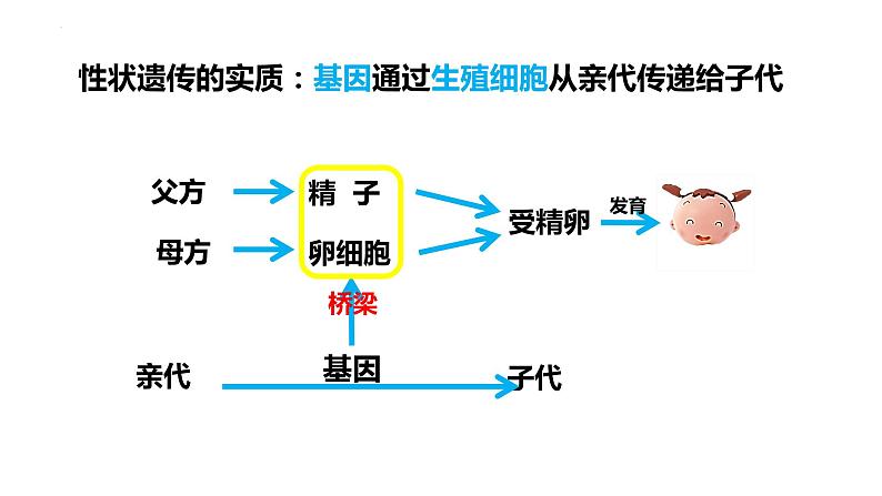 7.2.2 基因在亲子代间的传递（课件)-2023-2024学年人教版生物八年级下册第5页