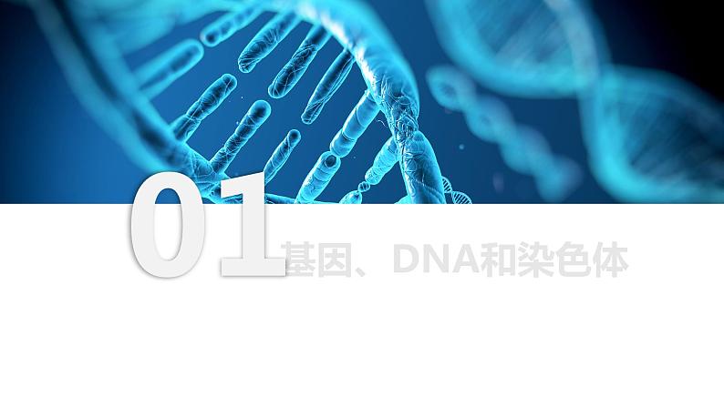 7.2.2 基因在亲子代间的传递（课件)-2023-2024学年人教版生物八年级下册第7页