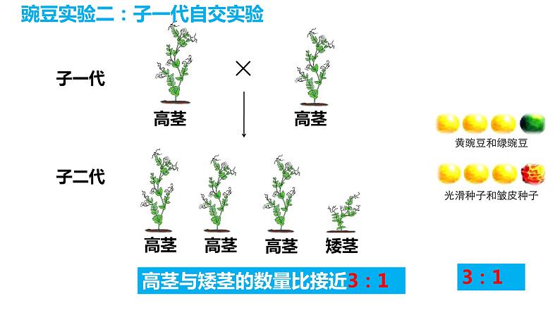 7.2.3 基因的显性和隐性（课件)-2023-2024学年人教版生物八年级下册08