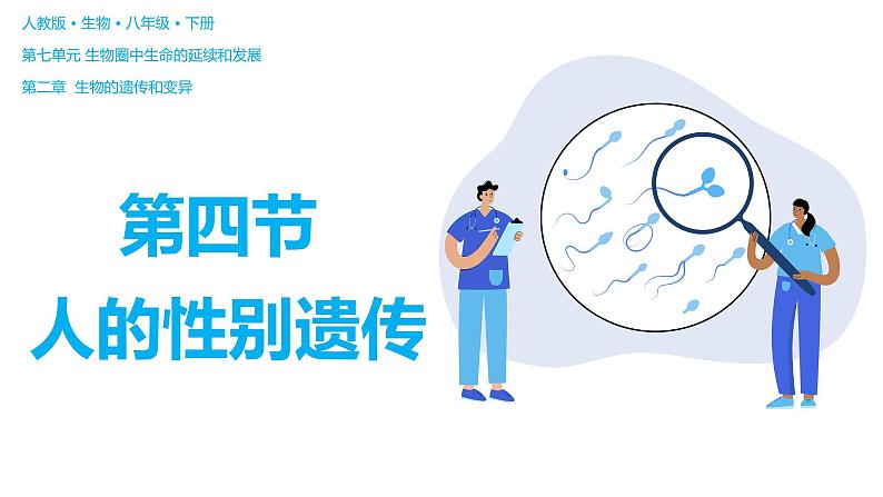 7.2.4 人的性别遗传（课件)-2023-2024学年人教版生物八年级下册第2页