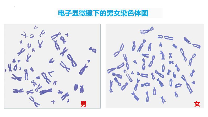 7.2.4 人的性别遗传（课件)-2023-2024学年人教版生物八年级下册第4页