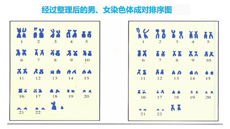 7.2.4 人的性别遗传（课件)-2023-2024学年人教版生物八年级下册第5页