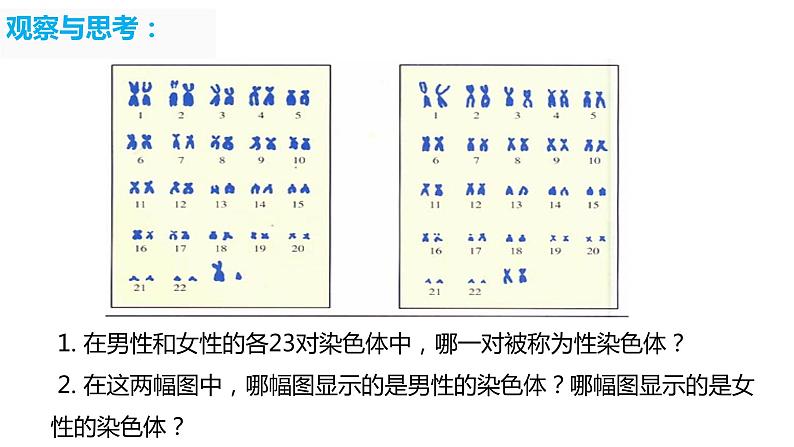 7.2.4 人的性别遗传（课件)-2023-2024学年人教版生物八年级下册第6页