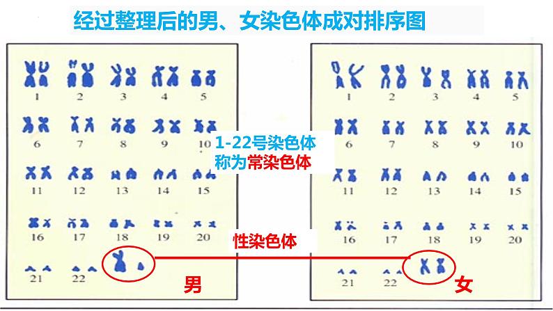 7.2.4 人的性别遗传（课件)-2023-2024学年人教版生物八年级下册第7页