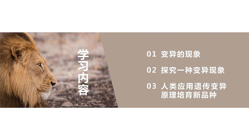 7.2.5 生物的变异（课件)-2023-2024学年人教版生物八年级下册03