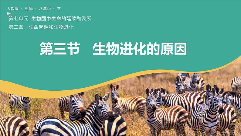 7.3.3 生物进化的原因（课件)-2023-2024学年人教版生物八年级下册第3页