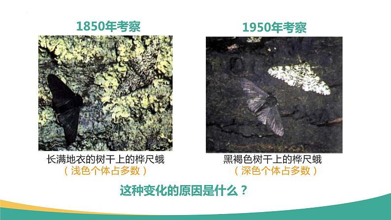 7.3.3 生物进化的原因（课件)-2023-2024学年人教版生物八年级下册第5页