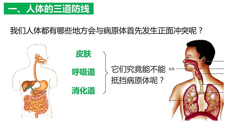 8.1.2 免疫与计划免疫（课件)-2023-2024学年人教版生物八年级下册第5页