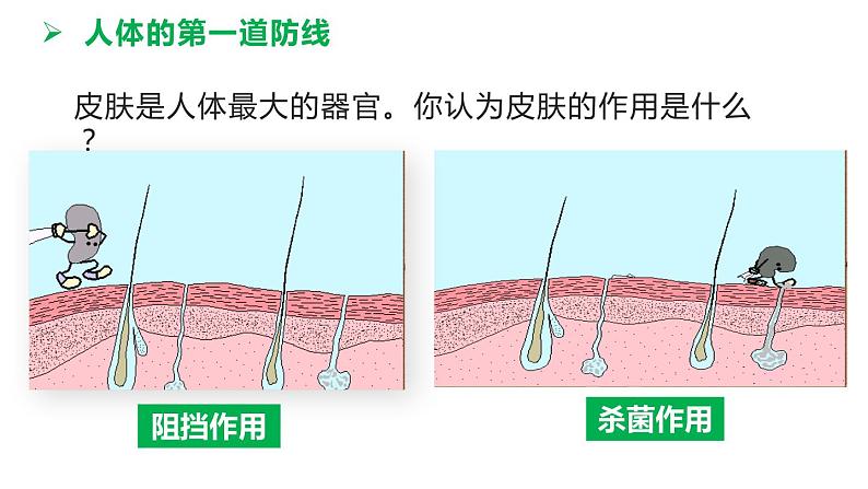 8.1.2 免疫与计划免疫（课件)-2023-2024学年人教版生物八年级下册第7页