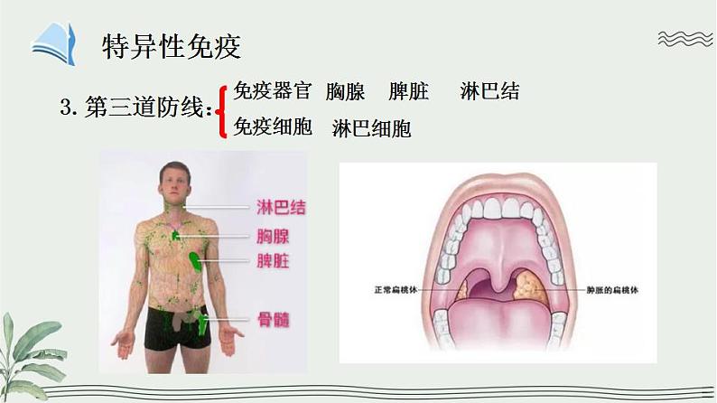 13.3 人体免疫（课件）2023--2024学年北师大版生物七年级下册07