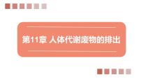 北师大版第四单元 生物圈中的人第11章 人体代谢废物的排出第2节 尿的形成与排出教学ppt课件