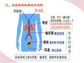 11.2 尿液的形成与排出（课件）2023--2024学年北师大版生物七年级下册