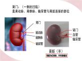 11.2 尿液的形成与排出（课件）2023--2024学年北师大版生物七年级下册
