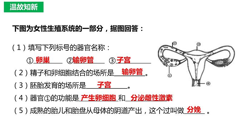 4.1.3 青春期（课件）2023--2024学年人教版生物七年级下册01