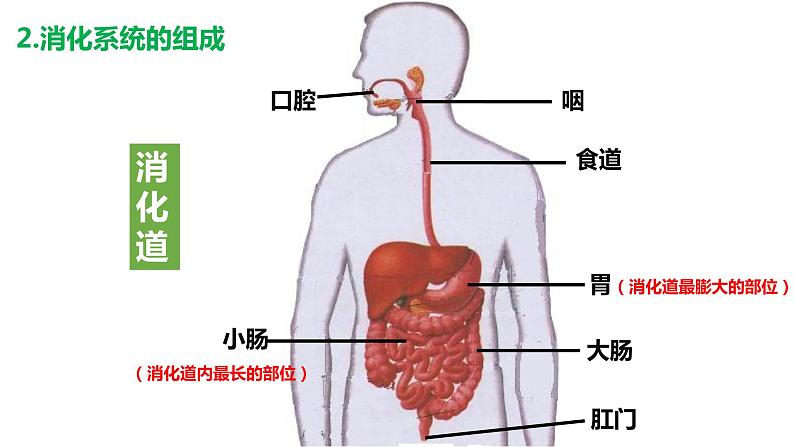 4.2.2消化和吸收（课件）2023--2024学年人教版生物七年级下册第6页